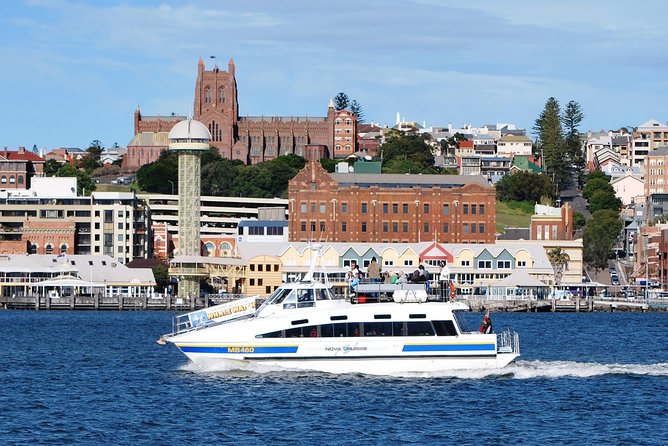 Newcastle Whale Watching Cruise - Watching for spouts, tails, and mother-and-calf pairs