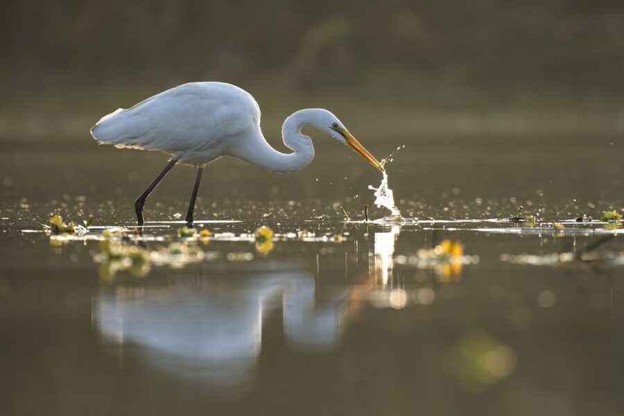 Noosa: Afternoon Cruise through the Noosa Everglades - The 150-minute cruise through the River of Mirrors