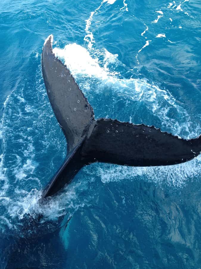 Noosa; Noosa Ocean Adventures - Whale Watching - Quick points before you book