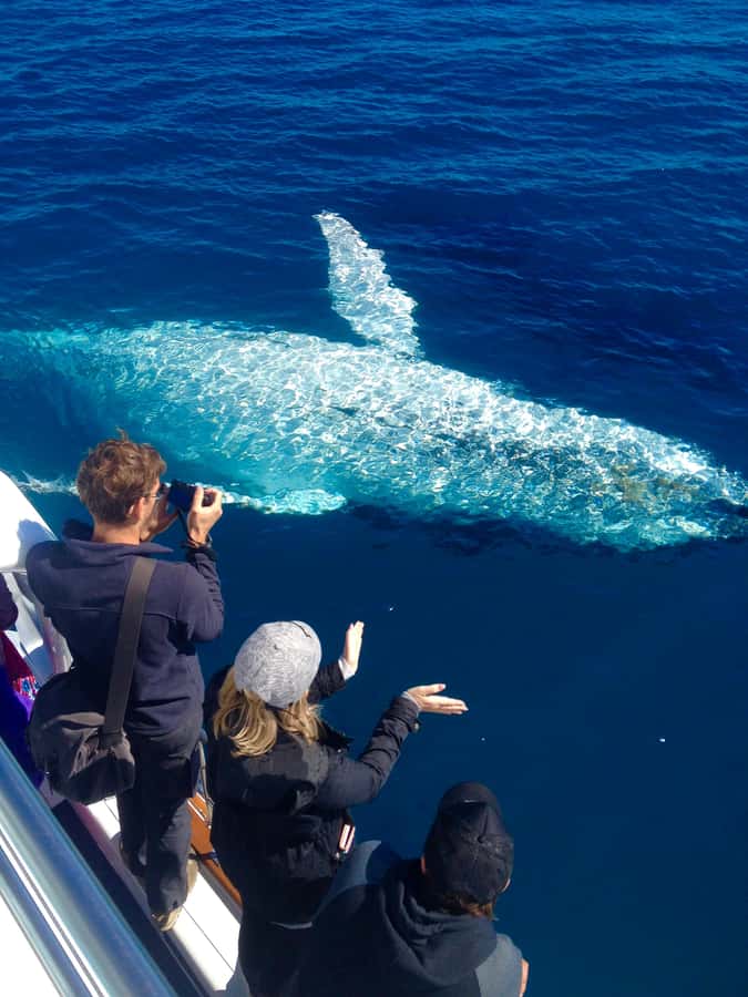 Noosa; Noosa Ocean Adventures - Whale Watching - Why Noosa is a fine place to watch whales