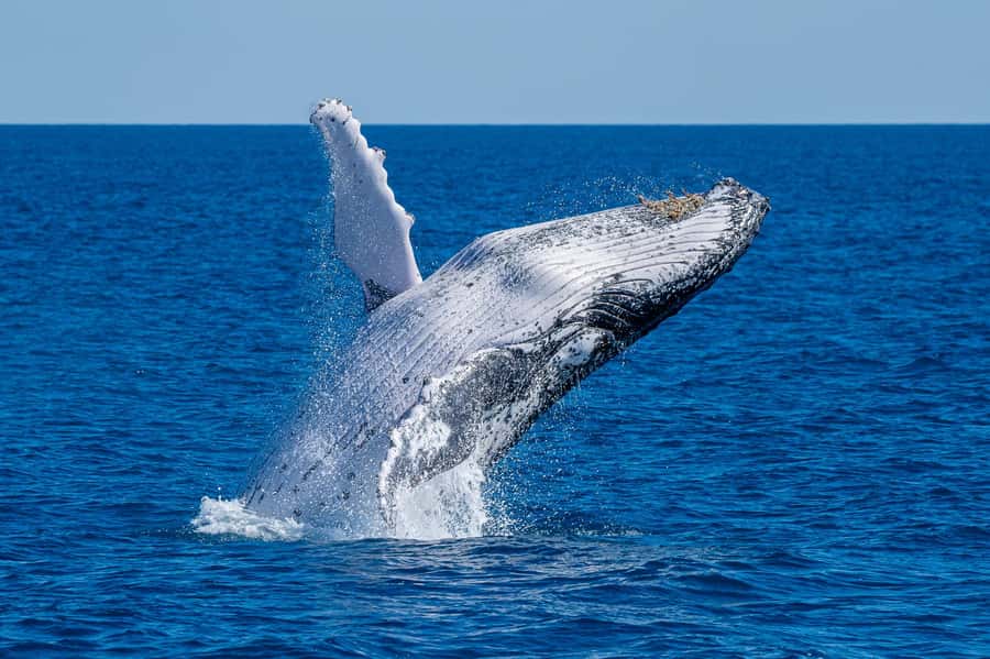 Noosa; Noosa Ocean Adventures - Whale Watching - The ride beside Noosa National Park
