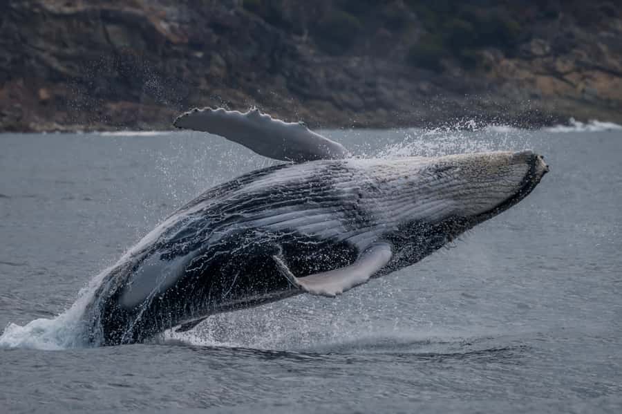 Noosa; Noosa Ocean Adventures - Whale Watching - Finding the whales off Noosa