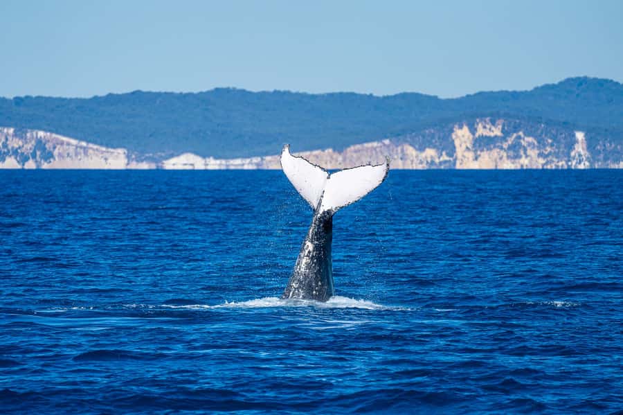 Noosa; Noosa Ocean Adventures - Whale Watching - What the $70 price delivers