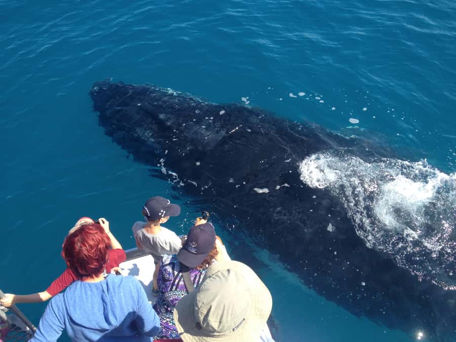 Noosa; Noosa Ocean Adventures - Whale Watching - Practical ways to prepare