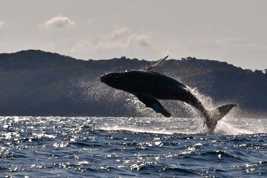 Noosa: Noosa Whale Watching Tour - Key points to know before you book
