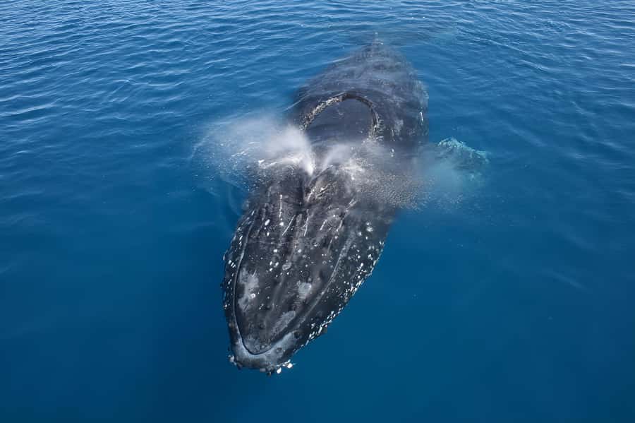 Noosa: Noosa Whale Watching Tour - Starting at Noosa Marina in Tewantin