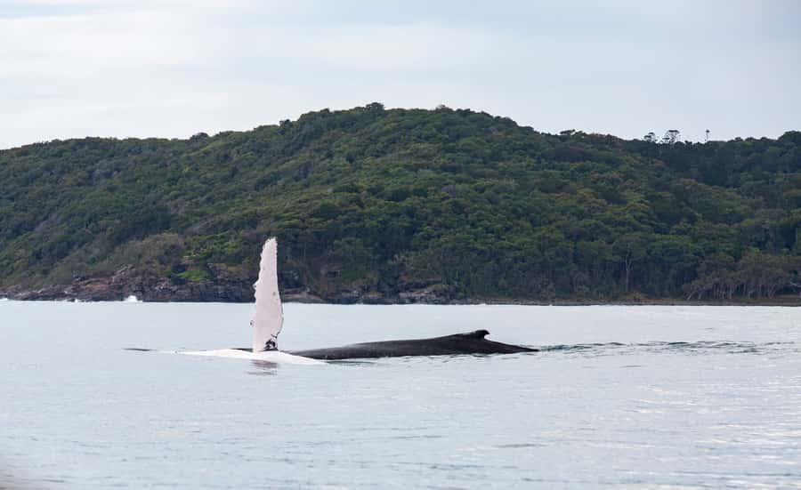Noosa: Noosa Whale Watching Tour - Heading offshore in search of humpbacks