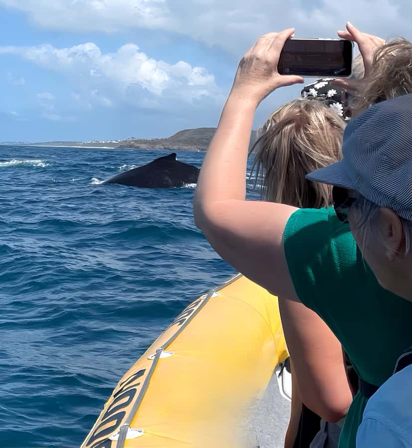Noosa: Noosa Whale Watching Tour - What whale sightings can look like