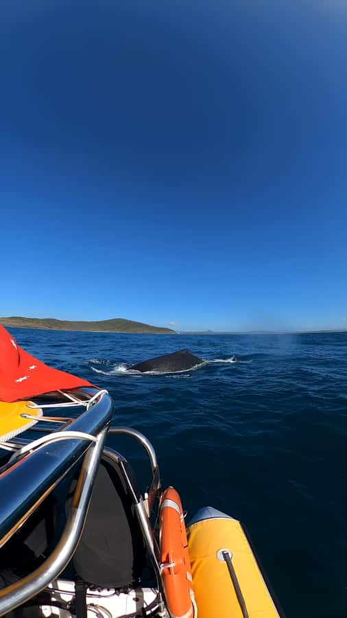 Noosa: Noosa Whale Watching Tour - Respectful whale watching matters