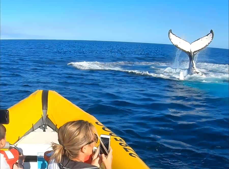 Noosa: Noosa Whale Watching Tour - The boat, equipment, and comfort level