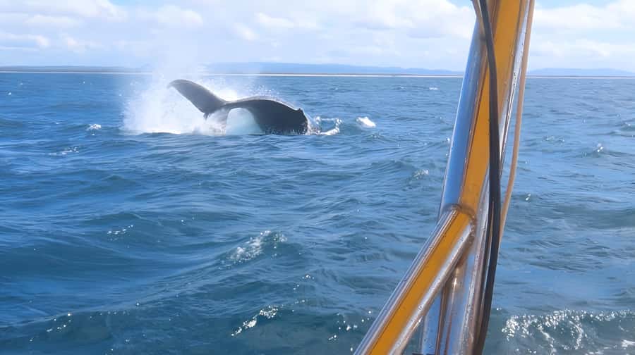 Noosa: Noosa Whale Watching Tour - Who will enjoy this most?