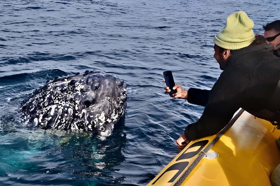 Noosa: Noosa Whale Watching Tour - A gentle start along the Noosa River