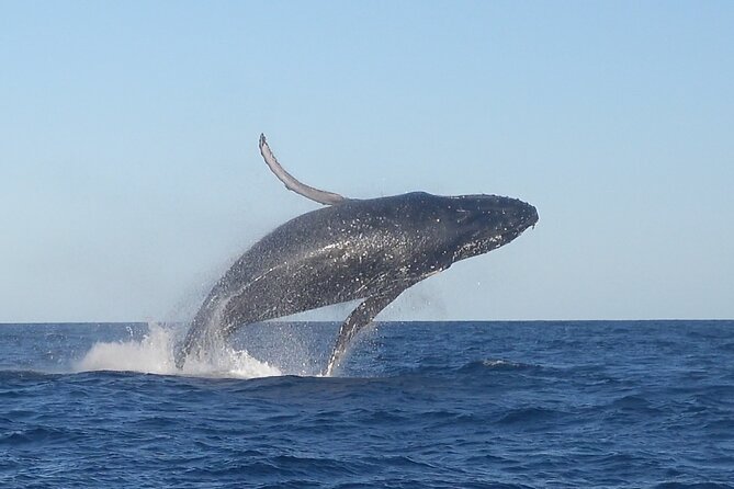 Noosa Whale Watching Cruise – Humpback Whale Adventure - Key things to know before you book