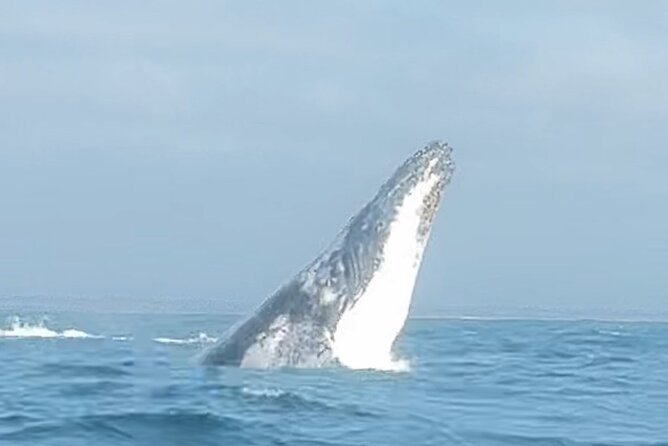 Noosa Whale Watching Cruise – Humpback Whale Adventure - Leaving Noosa Marina at Tewantin