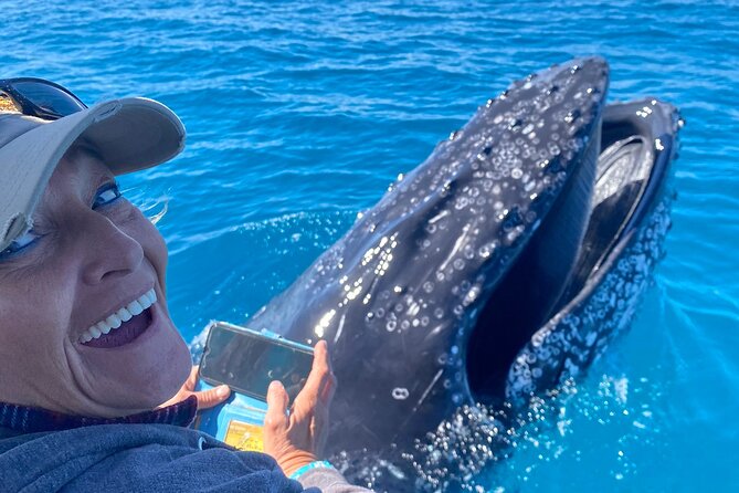 Noosa Whale Watching Cruise – Humpback Whale Adventure - Dolphins, turtles, rays, and other surprises