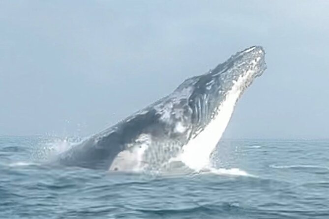 Noosa Whale Watching Cruise – Humpback Whale Adventure - What the ride feels like in real conditions