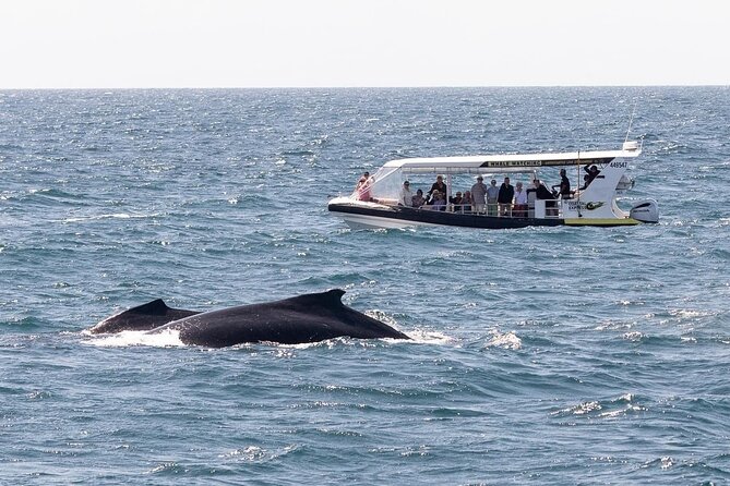 Noosa Whale Watching Cruise – Humpback Whale Adventure - The price and what you receive