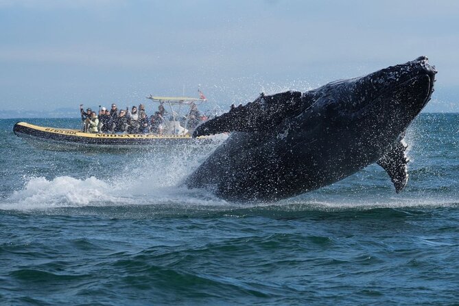 Noosa Whale Watching Cruise – Humpback Whale Adventure - The Noosa River and coastal views