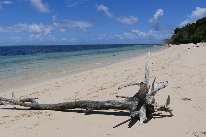 Ocean Free 25 guest Great Barrier Reef & visit Green Island Tour - Marineland Melanesia and the crocodile option