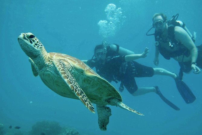 Ocean Freedom Great Barrier Reef Luxury Snorkel and Dive Cruise - Lunch, snacks, and what the price really covers