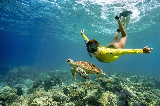 Ocean Safari Great Barrier Reef Experience in Cape Tribulation - Key points to know before you book