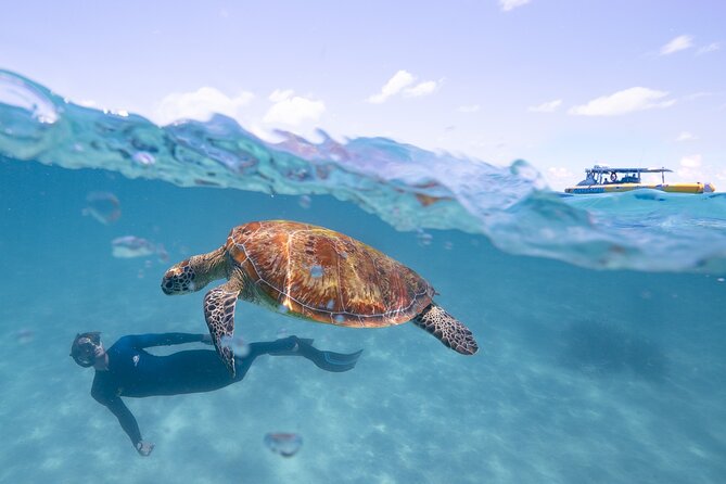 Ocean Safari Great Barrier Reef Experience in Cape Tribulation - Practical tips that make the morning easier