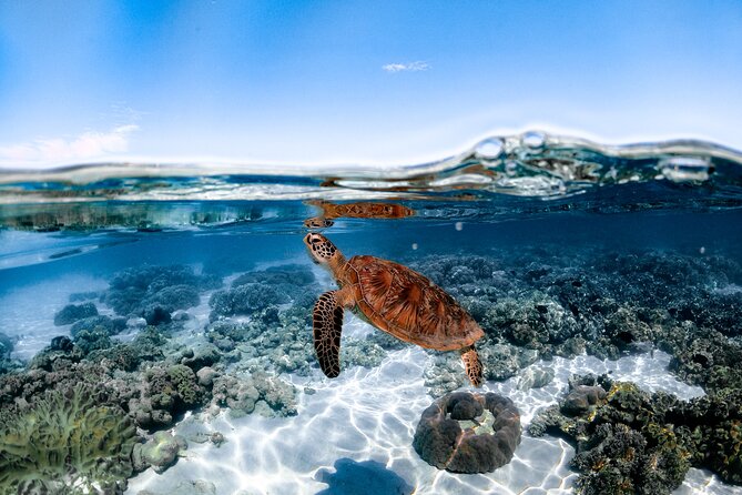Outer Reef Mackay Cay Sail & Snorkel Adventure from Port Douglas - Who should book this reef trip