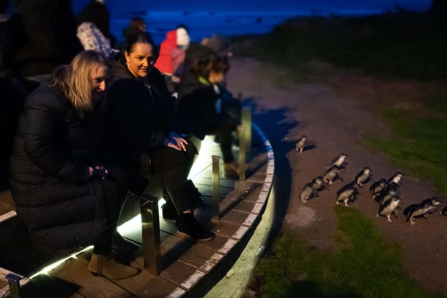 Penguin Parade: General Viewing Ticket - Why the Penguin Parade feels different from a zoo visit
