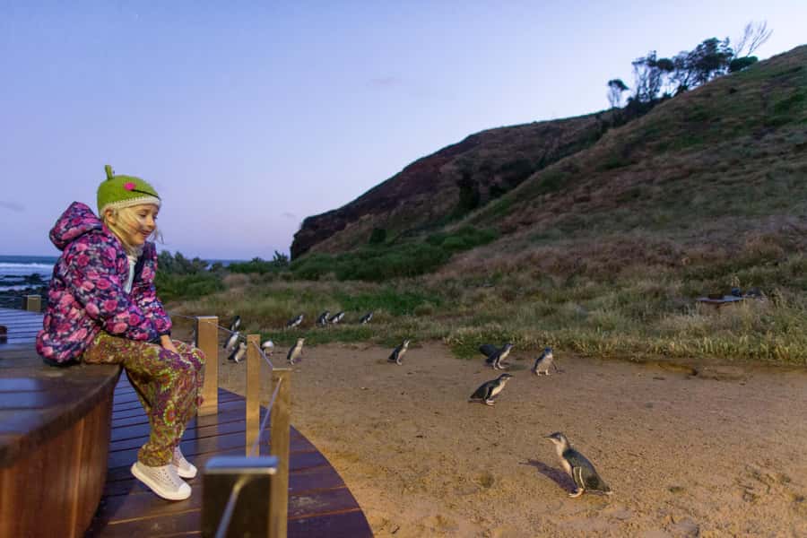 Penguin Parade: General Viewing Ticket - Waiting in the general grandstands