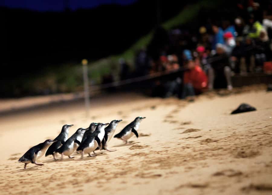 Penguin Parade: General Viewing Ticket - Arriving before sunset at Summerlands Beach