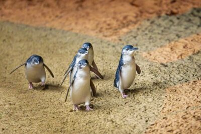 Penguin Parade, & Wildlife Encounters Eco Tour from Melbourne