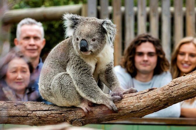 Penguin Parade, & Wildlife Encounters Eco Tour from Melbourne - The Nobbies and Seal Rocks before dusk