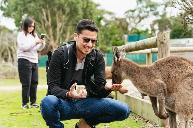 Penguin Parade, & Wildlife Encounters Eco Tour from Melbourne - Why the late finish matters