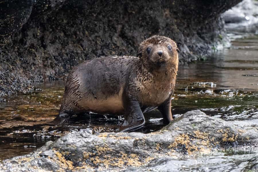 Philip Island: Seal Watching Cruise - Key points to know before you book