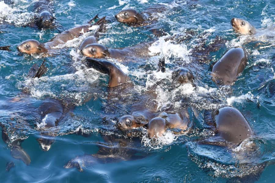 Philip Island: Seal Watching Cruise - The honest smell of a seal colony