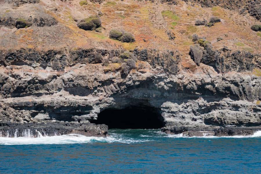 Philip Island: Seal Watching Cruise - Wildlife beyond the seals