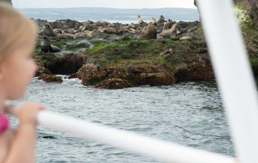 Philip Island: Seal Watching Cruise - Seasickness and weather: the main practical concern