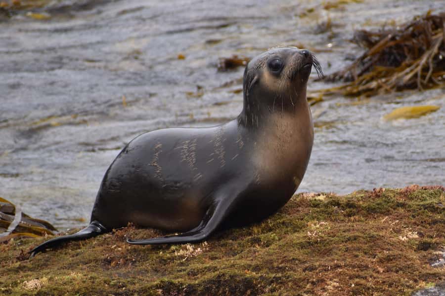 Philip Island: Seal Watching Cruise - Is $81 good value?