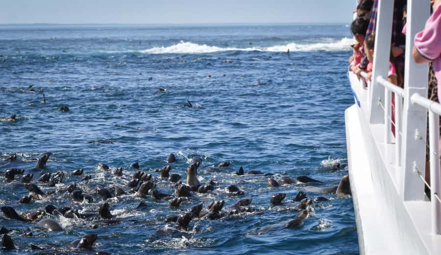 Philip Island: Seal Watching Cruise - Who should book this cruise?