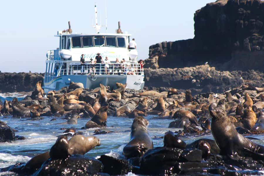 Philip Island: Seal Watching Cruise - Arriving at Seal Rocks