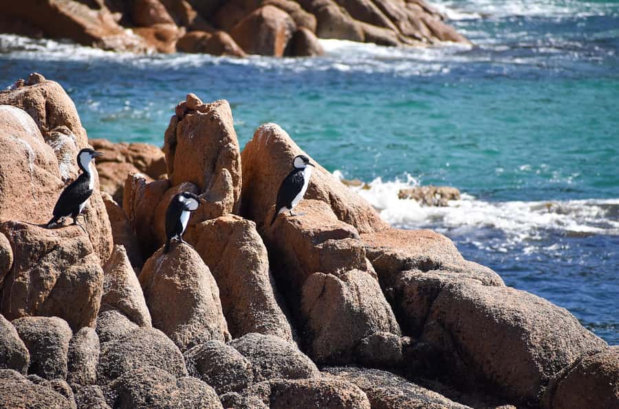 Phillip Island: 1-Hour Cape Woolamai Scenic Cruise - Watching the coast, caves and seabirds