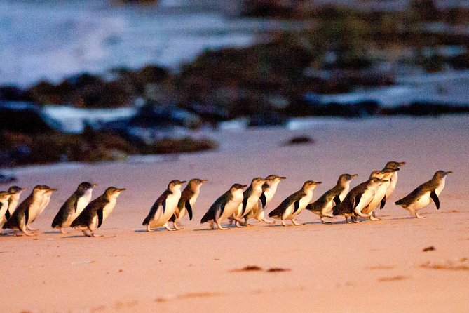Phillip Island Day Trip from Melbourne with Penguin Plus Viewing Platform - The day in six useful points