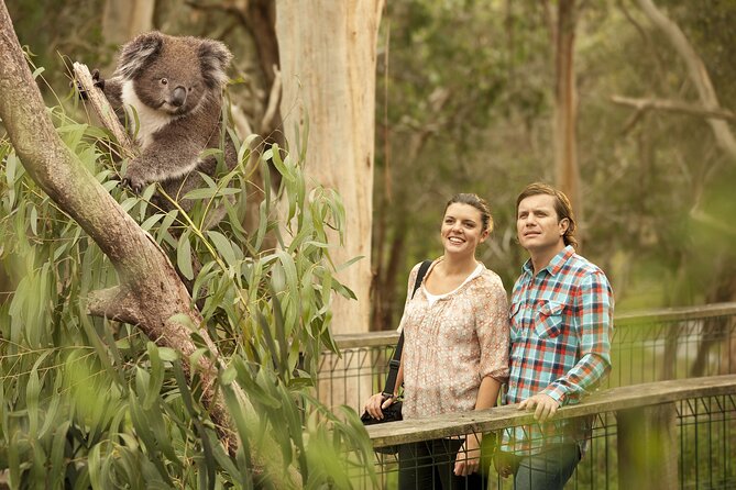 Phillip Island Day Trip from Melbourne with Penguin Plus Viewing Platform - Why the penguin parade is worth the long day