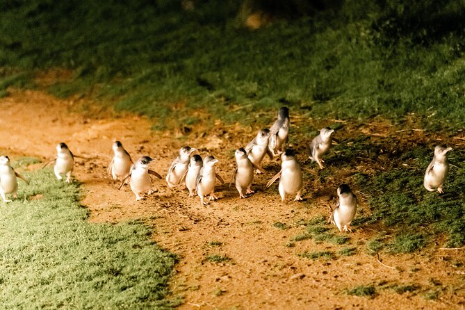 Phillip Island Day Trip from Melbourne with Penguin Plus Viewing Platform - What to bring for the penguin evening