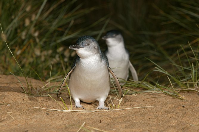 Phillip Island Penguin and Koala Highlights Day-Trip from Melbourne - Price, group size, and what the fee covers
