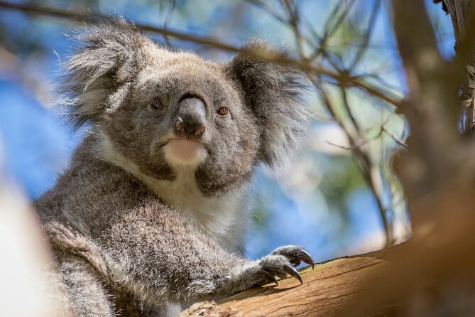 Phillip Island Penguin and Koala Highlights Day-Trip from Melbourne - Who will enjoy this day trip most