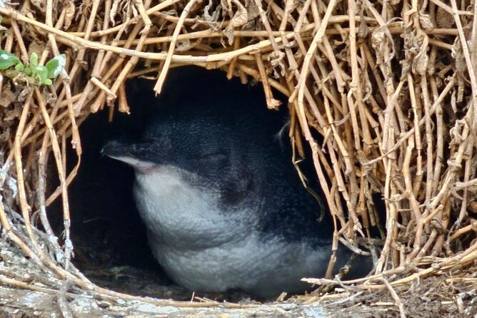 Phillip Island & Penguin Parade Afternoon Eco Tour from Melbourne - Cape Woolamai: a seasonal coastal stop