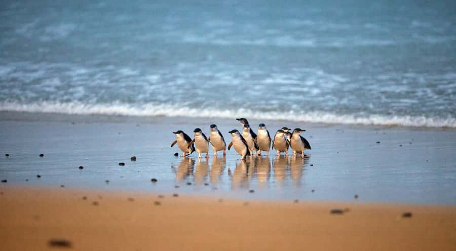 Phillip Island: Penguin Parade and Multi Attraction Pass - Key points to know before you book