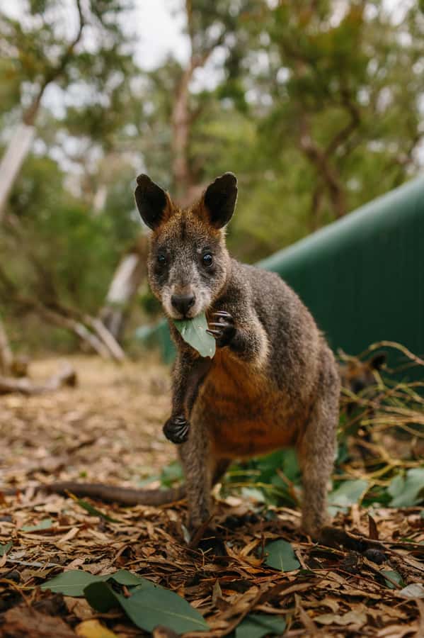 Phillip Island: Penguin Parade and Multi Attraction Pass - Is $38 good value for three attractions?