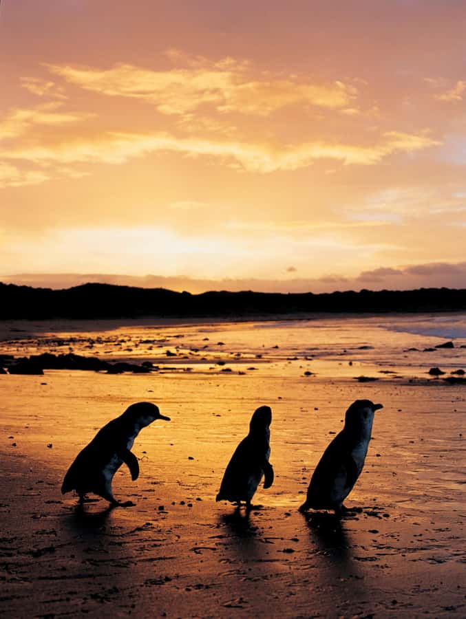 Phillip Island: Penguin Parade and Multi Attraction Pass - What the crowd and seating can really mean